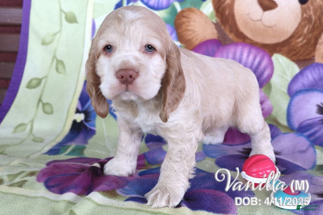 Cocker Spaniel dogs for sale: Vanilla - Image 1