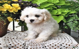 Cavachon dogs for sale: Max - Image 9