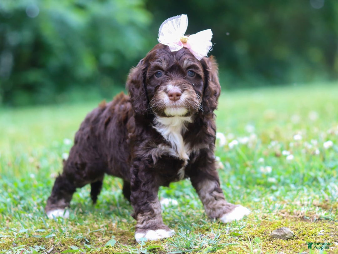 Cockapoo dogs for sale: Precious - Image 21