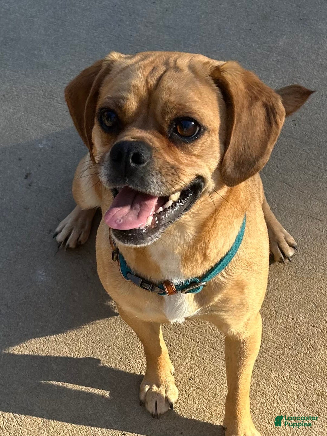 Puggle dogs for sale: Elsa - Image 11