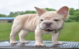 French Bulldog dogs for sale: Rayna Big Rope Velvet Fluffy - Image 66