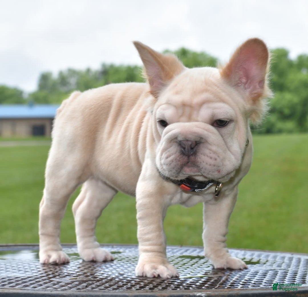 French Bulldog dogs for sale: Rayna Big Rope Velvet Fluffy - Image 66
