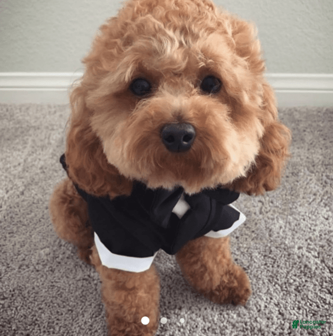 Goldendoodle dogs for sale: Boy 5 - Image 3