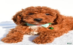 Miniature Poodle dogs for sale: Ozzy - Image 3