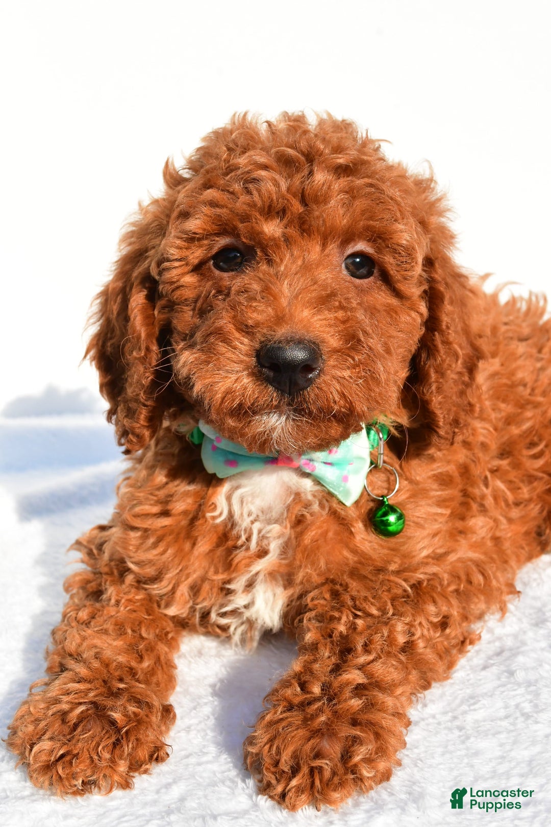 Miniature Poodle dogs for sale: Ozzy - Image 3