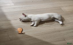 French Bulldog dogs for sale: Fluffy French Bulldog - Image 3