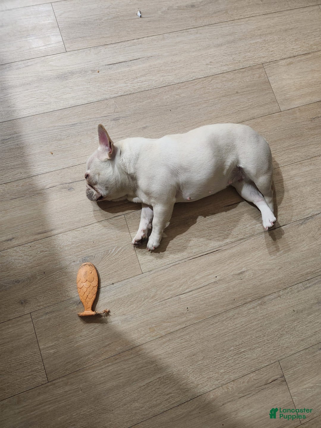 French Bulldog dogs for sale: Fluffy French Bulldog - Image 3