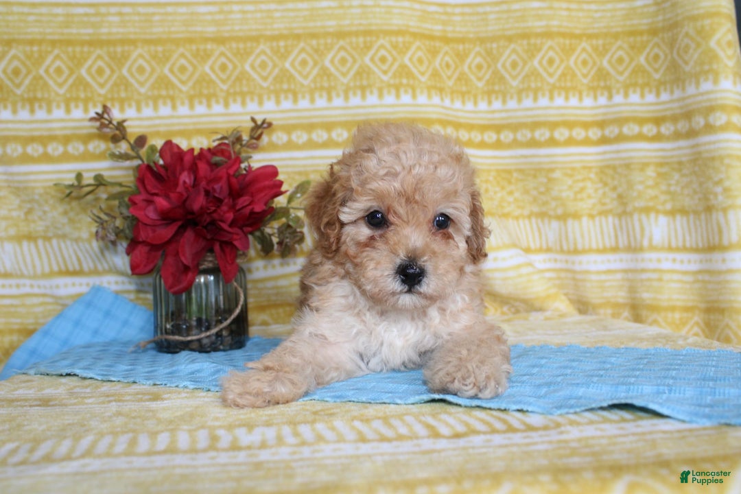 Mini Goldendoodle dogs for sale: Lewis - Image 6