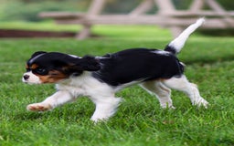 Cavalier King Charles Spaniel dogs for sale: Bailey - Image 6