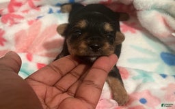 Yorkiepoo dogs for sale: Cookie - Image 1