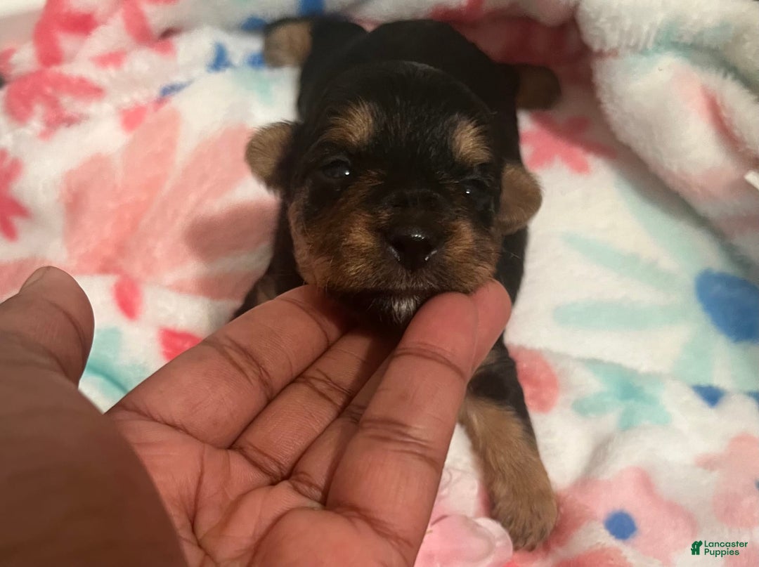 Yorkiepoo dogs for sale: Cookie - Image 1