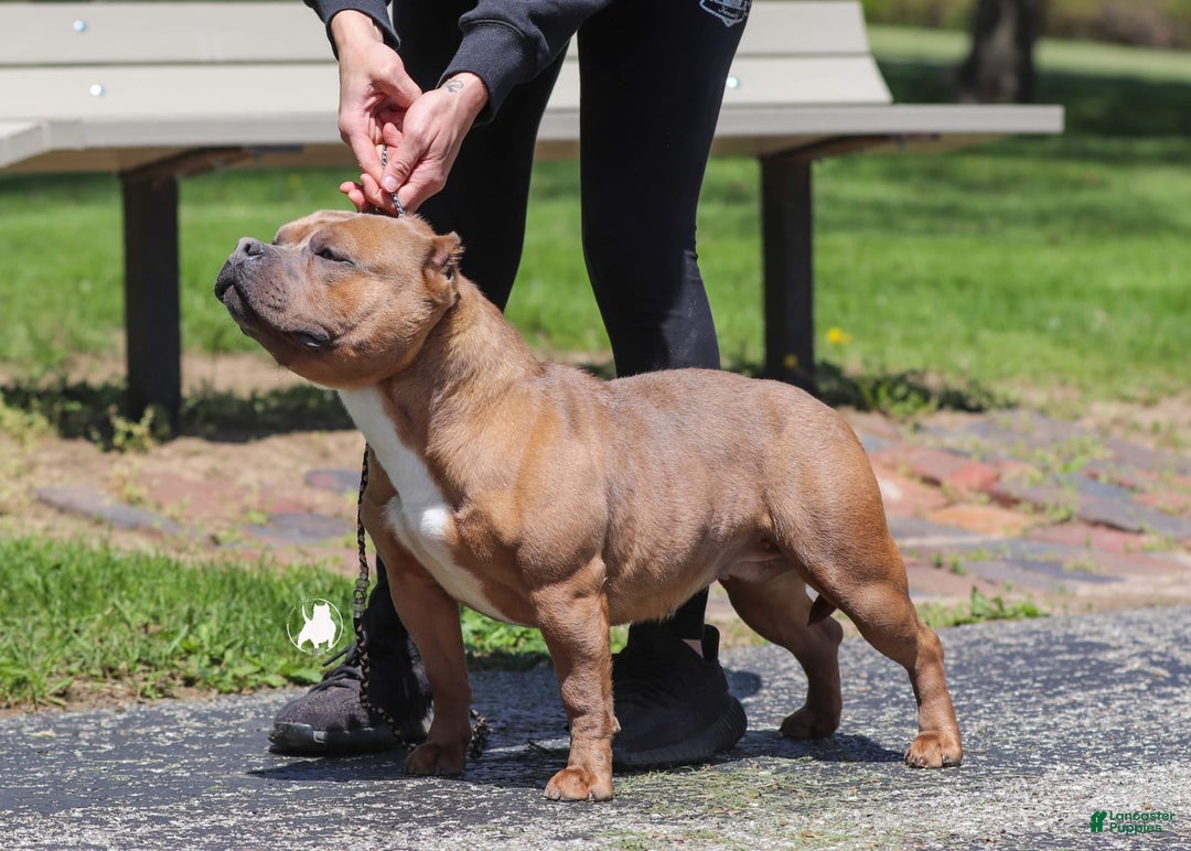 American Bully dogs for sale: Willy - Image 1