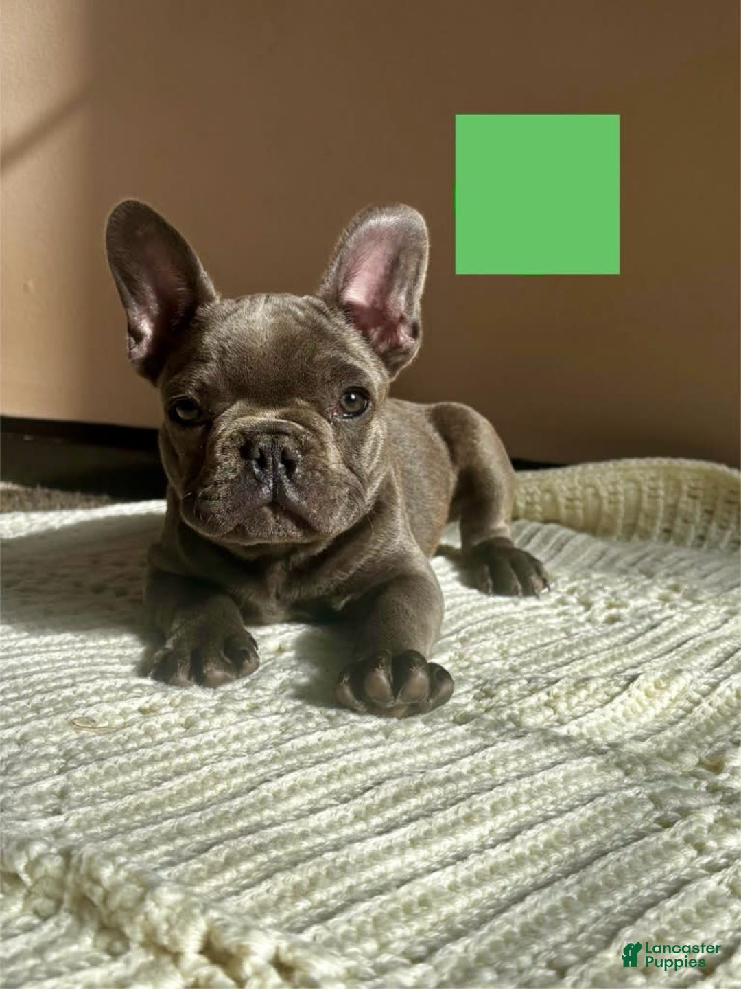 French Bulldog dogs for sale: Green - Image 1