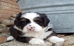 Mini Bernedoodle dogs for sale: Banjo - Image 1