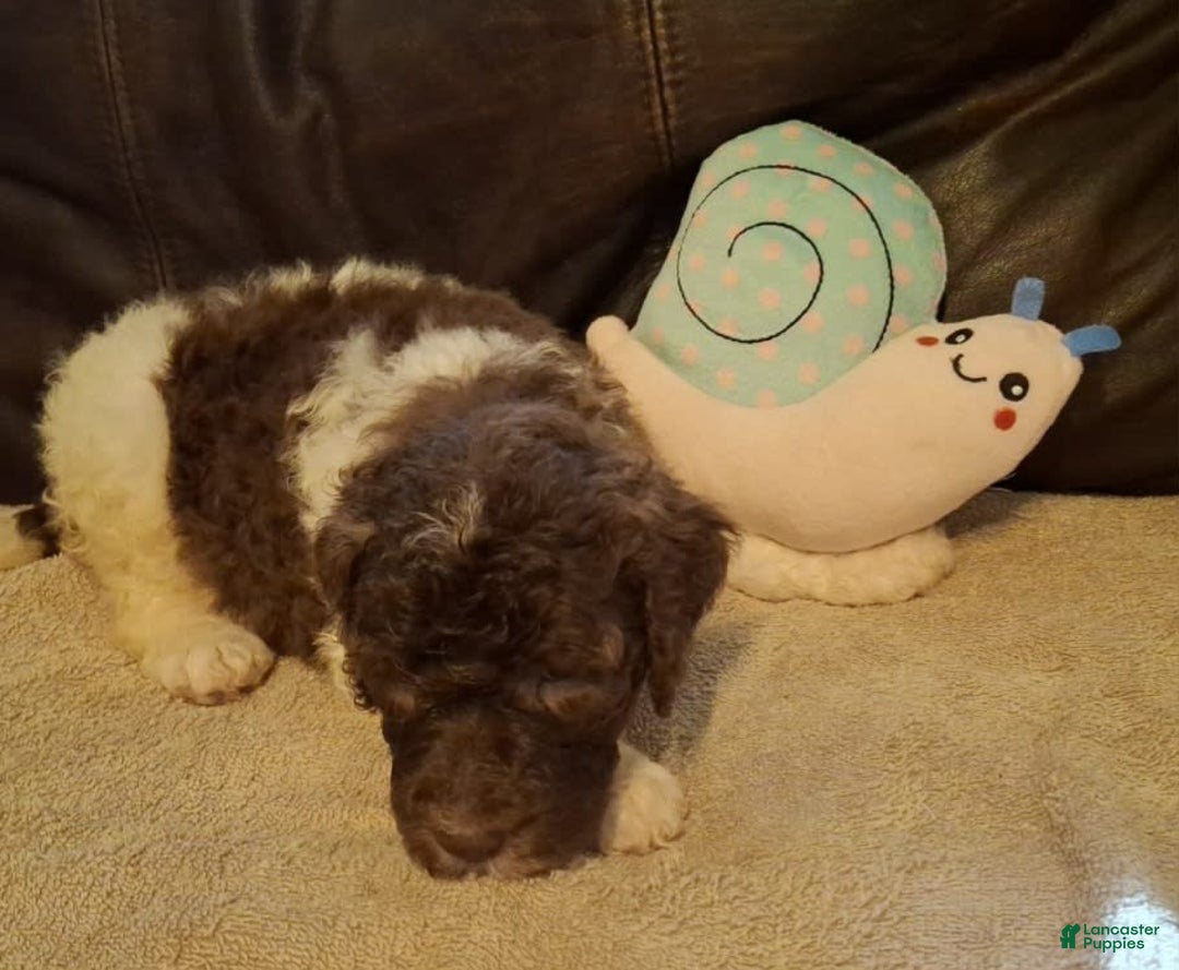 Labradoodle dogs for sale: Hollyhock - Image 3