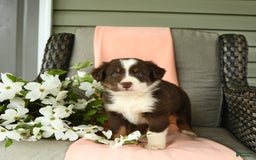 Australian Shepherd dogs for sale: Elvis - Image 4