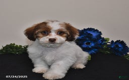 Shihpoo dogs for sale: Jake - Image 4