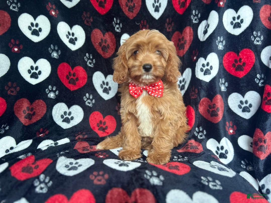 Cavapoo dogs for sale: Kona - Image 6