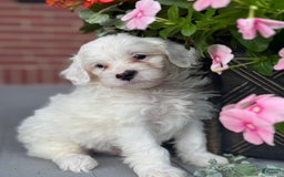 Mini Bernedoodle dogs for sale: Jack - Image 12
