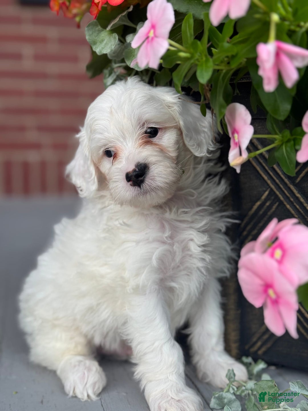 Mini Bernedoodle dogs for sale: Jack - Image 12
