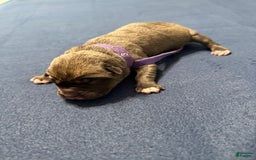 Cane Corso dogs for sale: Bingo - Image 6