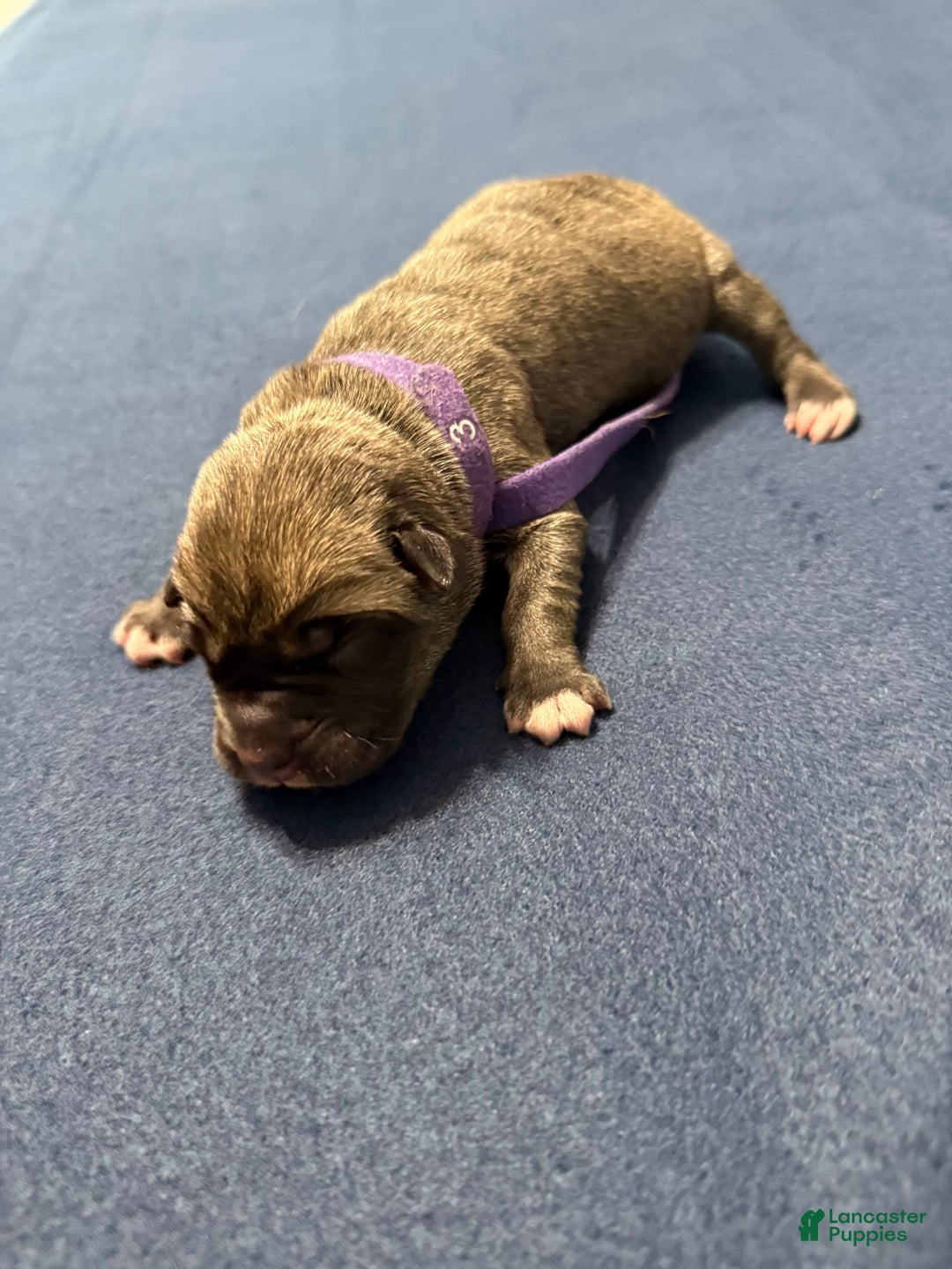 Cane Corso dogs for sale: Bingo - Image 6