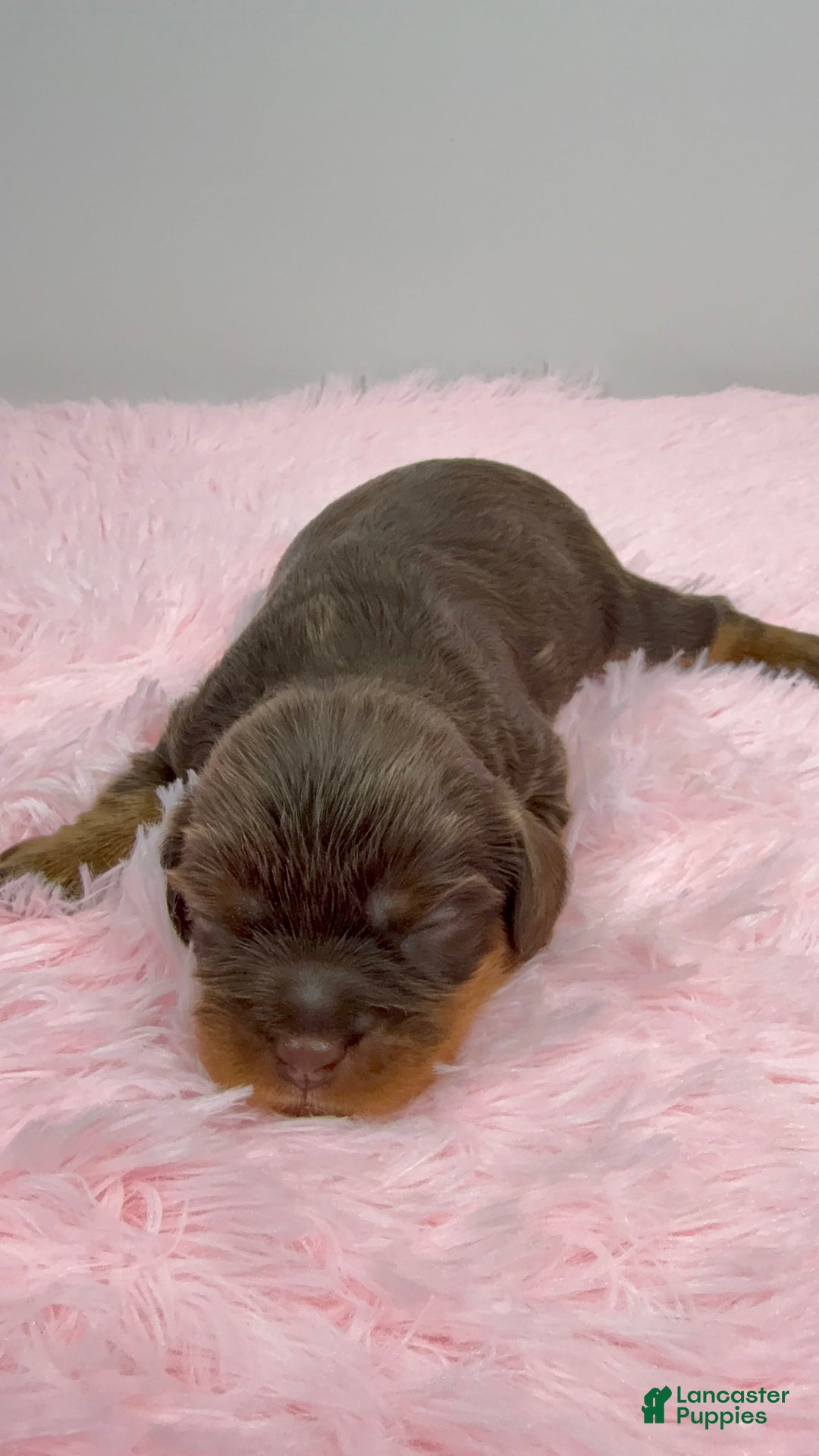 Cavalier King Charles Spaniel dogs for sale: Coco - Image 2