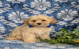 Maltipoo dogs for sale: Eli Toy Size - Image 2