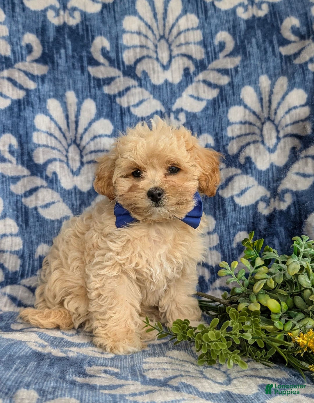 Maltipoo dogs for sale: Eli Toy Size - Image 2