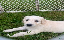 Goldendoodle dogs for sale: Monica - Image 3