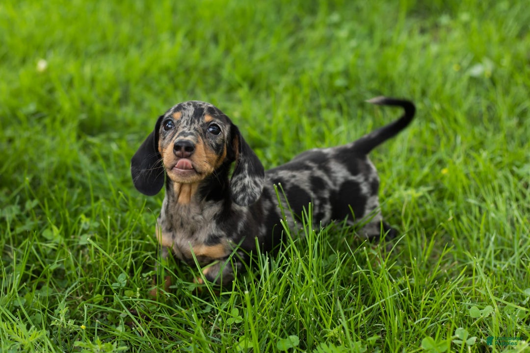 Miniature Dachshund dogs for sale: Macy - Image 5
