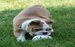 English Bulldog dogs for sale: Olive - Image 11