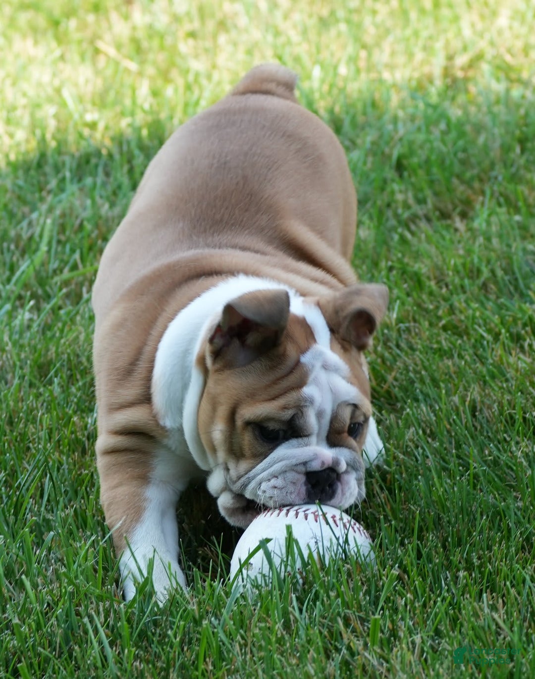 English Bulldog dogs for sale: Olive - Image 11