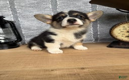 Welsh Corgi Pembroke dogs for sale: Carly - Image 6