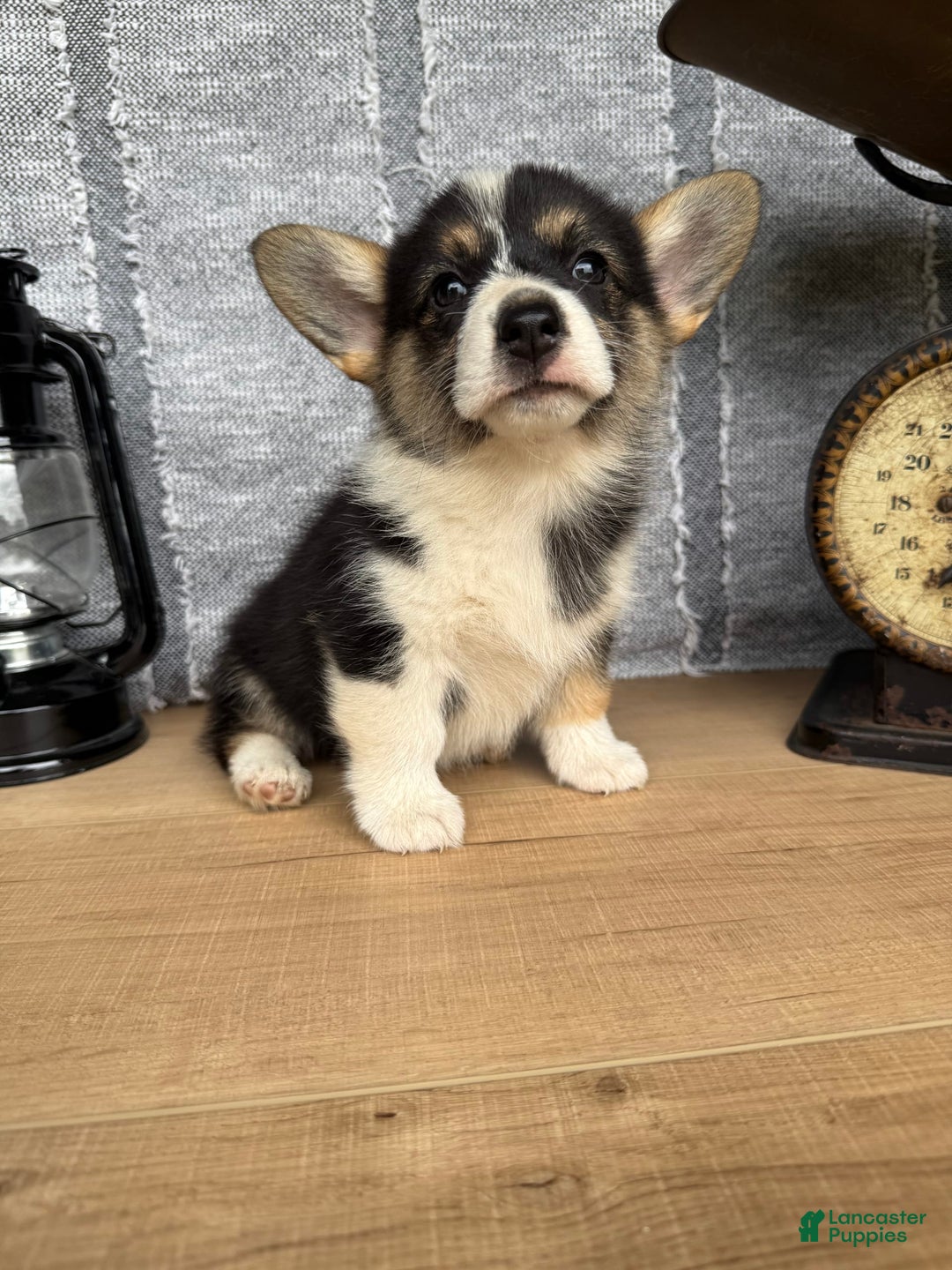 Welsh Corgi Pembroke dogs for sale: Carly - Image 6