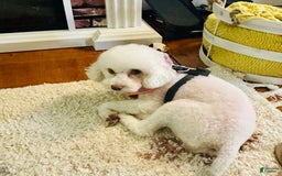 Toy Poodle dogs for sale: Peaches - Image 1