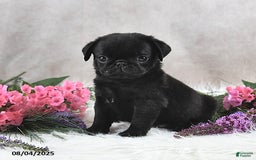 Pug dogs for sale: Santiago - Image 1