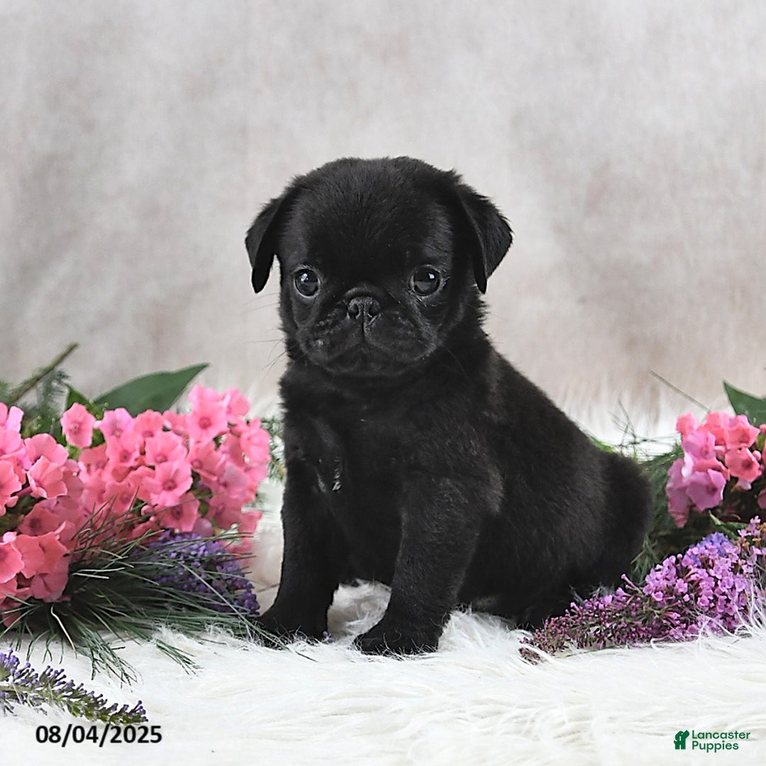 Pug dogs for sale: Santiago - Image 1