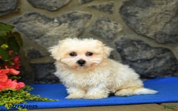 Bichon Frise dogs for sale: Snickers - Image 1