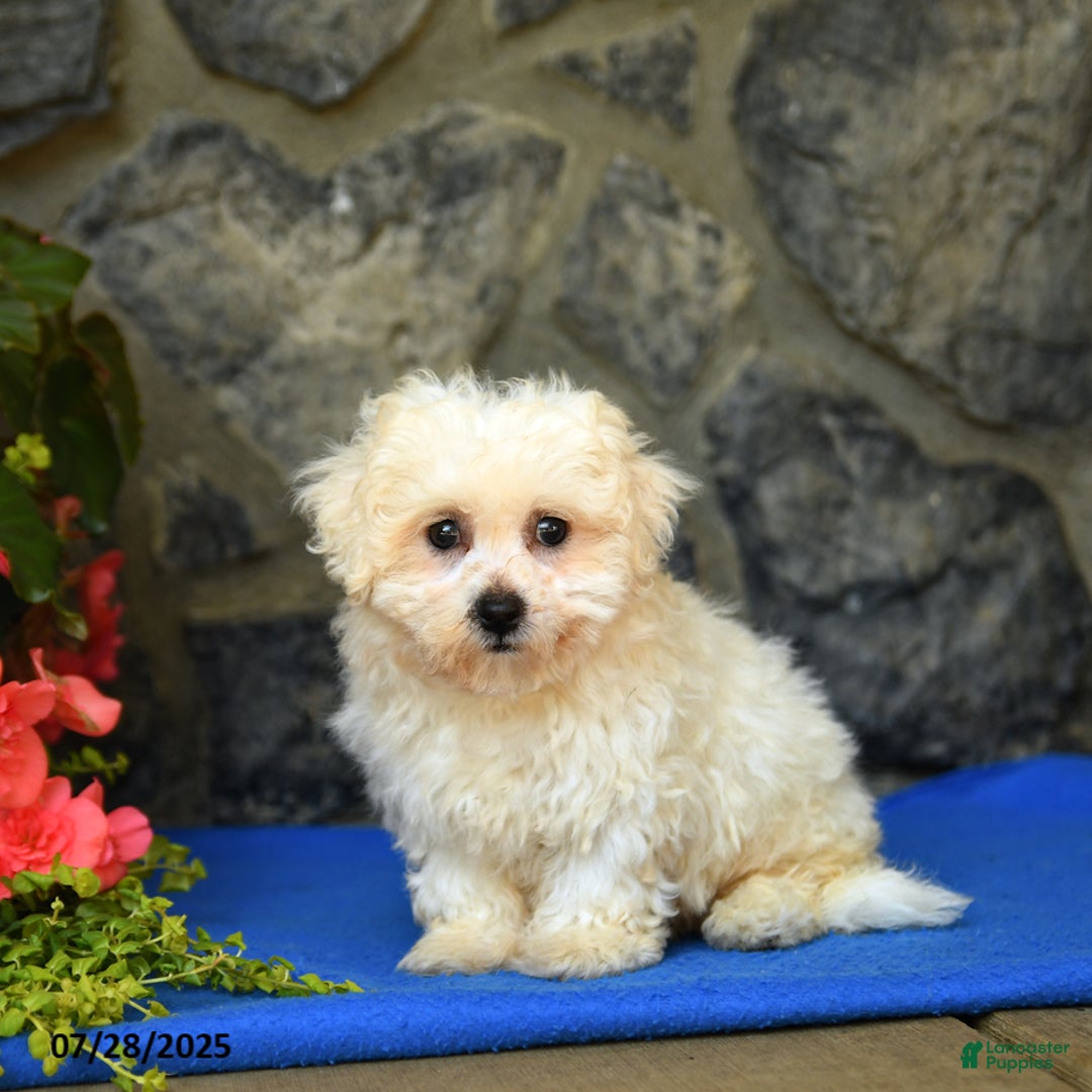 Bichon Frise dogs for sale: Snickers - Image 1