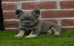 French Bulldog dogs for sale: Lola - Image 7