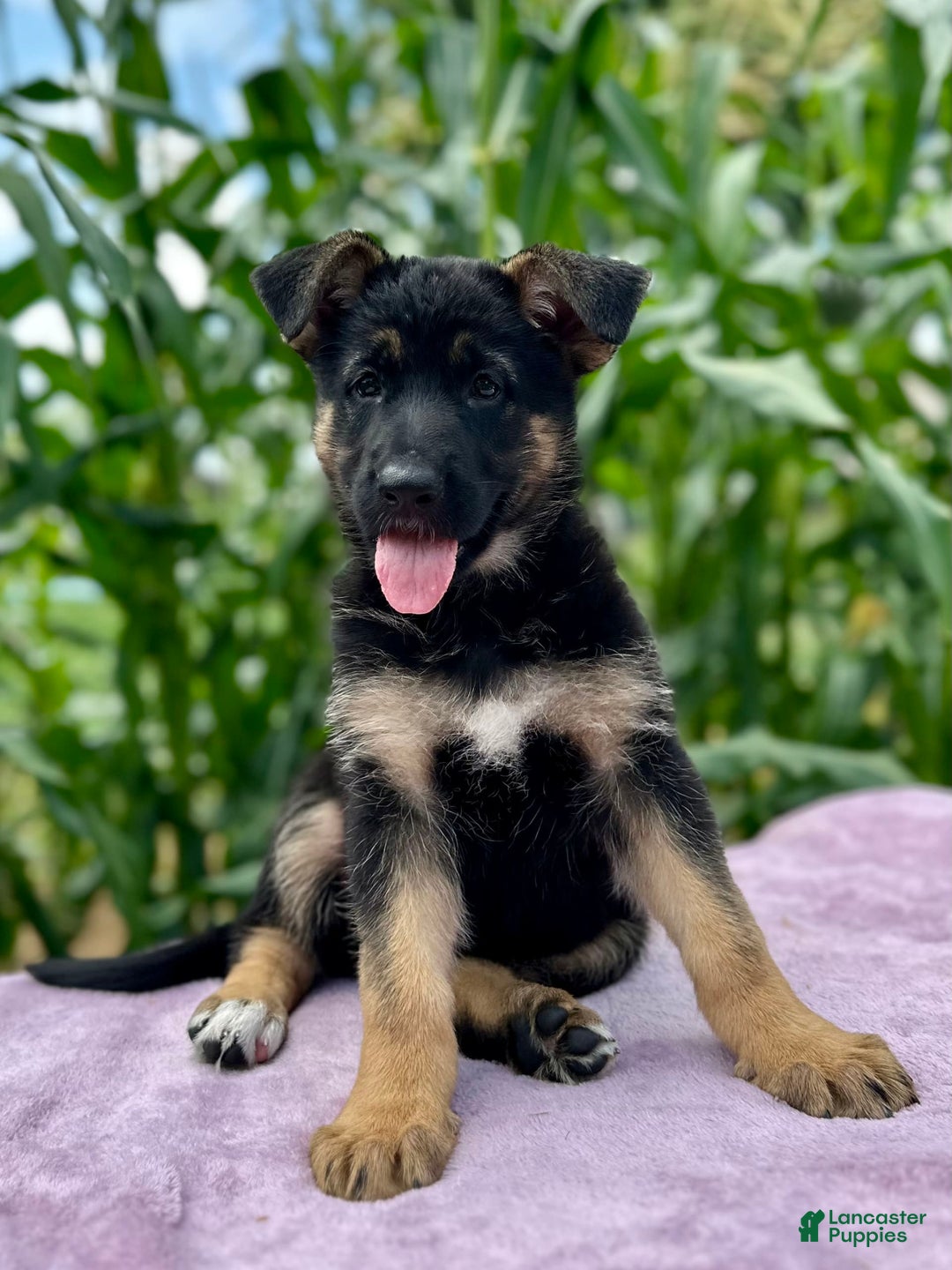 German Shepherd dogs for sale: Nova - Image 3