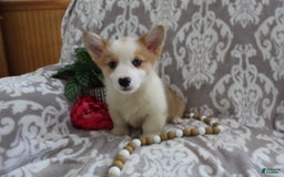 Welsh Corgi Pembroke dogs for sale: Kory - Image 1