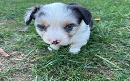 Welsh Corgi Pembroke dogs for sale: Brutus - Image 4