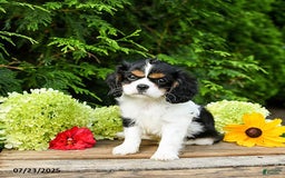 Cavalier King Charles Spaniel dogs for sale: Mason - Image 7
