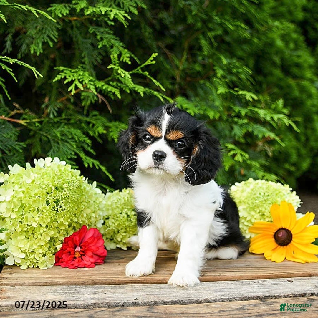 Cavalier King Charles Spaniel dogs for sale: Mason - Image 7