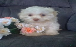 Maltese dogs for sale: Daisy - Image 2