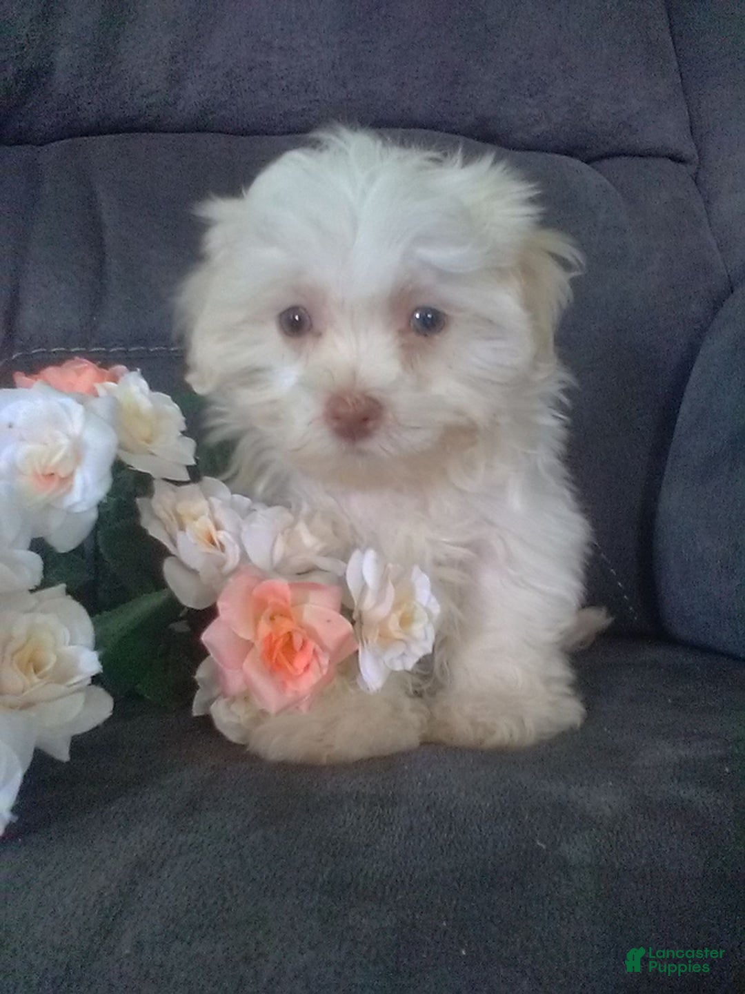 Maltese dogs for sale: Daisy - Image 2