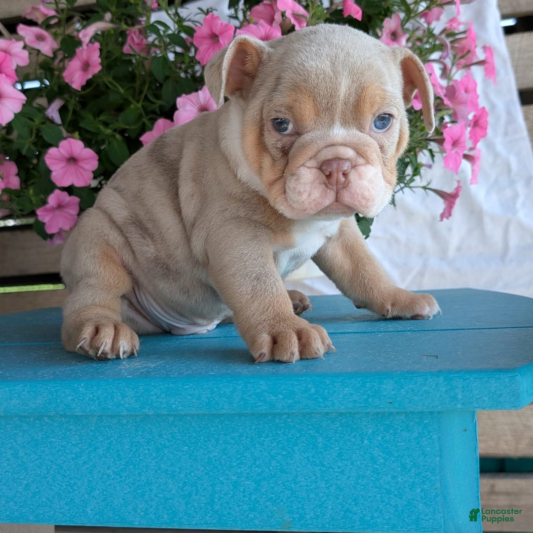 English Bulldog dogs for sale: Hunter - Image 8