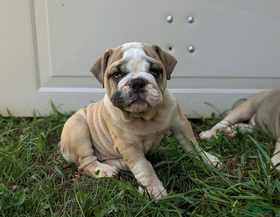 Olde English Bulldogge dogs for sale: Gillian - Image 5